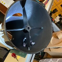047A04DC-F2A6-4C87-AD9F-B28F6E3AD26F_1_105_c Fangspiegelspinne montiert